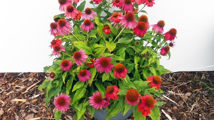 Echinacea ARTISAN™ F1, vu à Brindas (69) par l’équipe du Ratho.